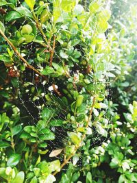 Close-up of spider web on plant