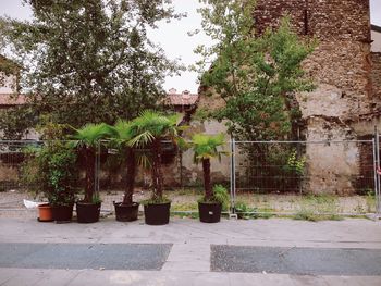 Plants growing on tree trunk