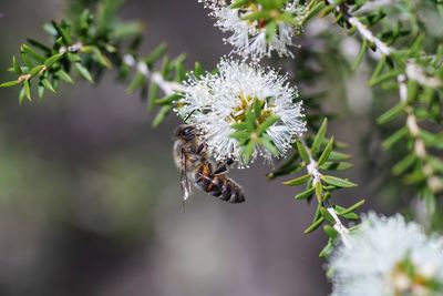 Close-up of bee pollinating on flower