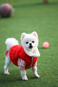 Portrait of white dog