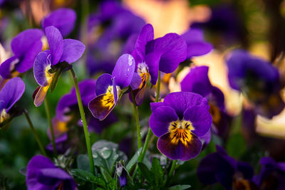 Close-up of purple flowering plants in park