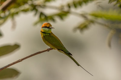 Close-up of bird perching on branch