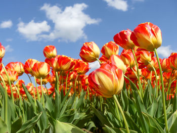 Colourful tulips against a blue sky background