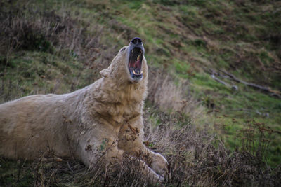 Horse yawning on field