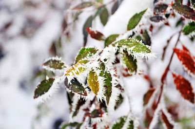 Close-up of frozen plant during winter