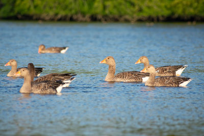 Ducks swimming in lake