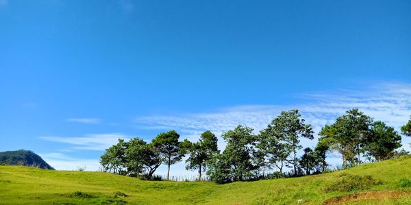 Trees on field against blue sky