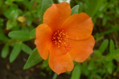 Close-up of orange flower