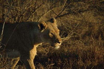 Lioness walking on field