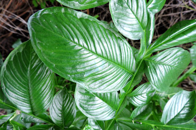 Full frame shot of fresh green leaves