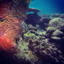 Close-up of fish swimming in sea