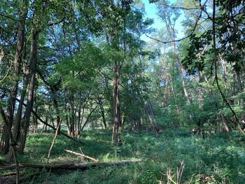 Trees in forest