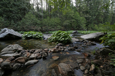 Surface level of stream against trees