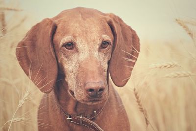 Close-up portrait of dog