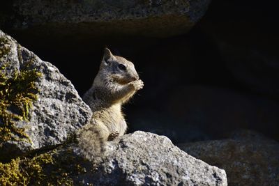 Close-up of squirrel on rock