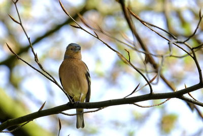 Close-up of bird perching on branch
