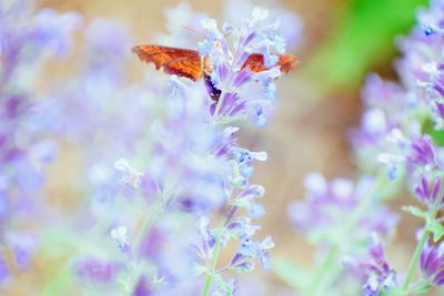 Close-up of purple flowering plant