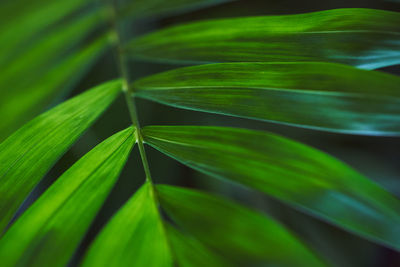 Close-up of green leaves