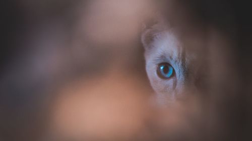 Close-up portrait of person