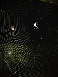 Close-up of spider on web at night