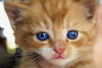 Close-up portrait of cat