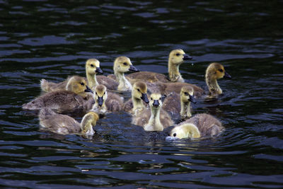 Ducks in lake