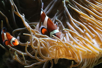 Close-up of fish swimming in sea