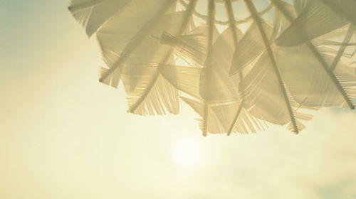 Low angle view of palm tree against sky