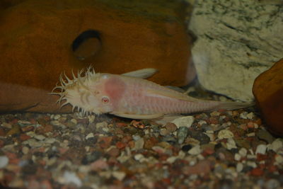 Close-up of fish swimming in aquarium