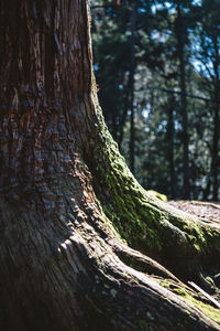 Low angle view of tree trunk