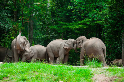 Elephant in a forest