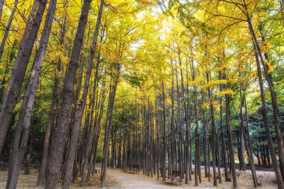 Trees growing in forest during autumn