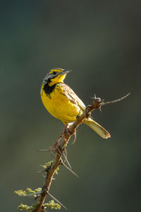 Yellow-throated longclaw on thorny branch turning head