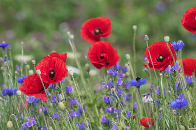 Close-up of red poppy flowers on field