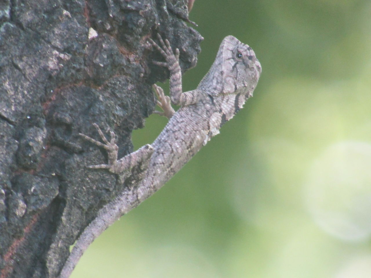 animal themes, animal wildlife, animal, one animal, wildlife, reptile, tree, lizard, branch, close-up, nature, no people, plant, macro photography, day, leaf, outdoors, focus on foreground, climbing, tree trunk, trunk