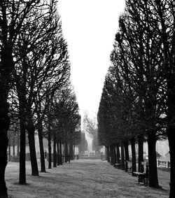 Trees against clear sky