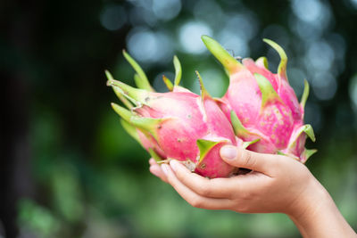 Cropped hand of woman holding pitaya