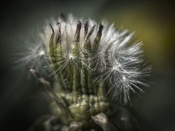 Close-up of dandelion on plant