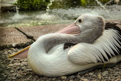 Close-up of pelican