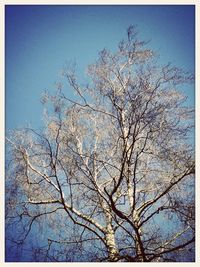 Low angle view of bare tree against blue sky