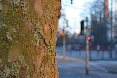 Close-up of tree