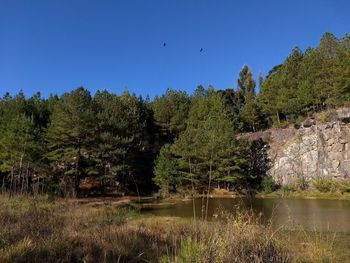 Bird flying over lake against sky