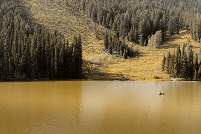 Scenic view of lake in forest