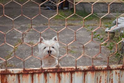 Close-up portrait of a dog