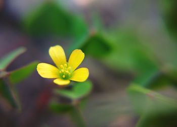 Close-up of yellow flower against blurred background