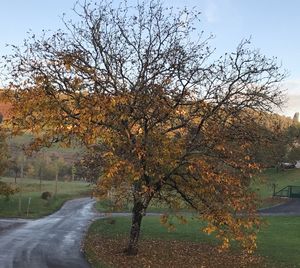 Road by trees against sky during autumn