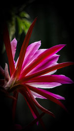 Close-up of pink flower