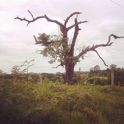 Trees on field against cloudy sky