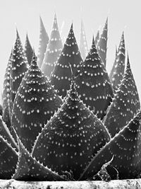 Close-up of spider web