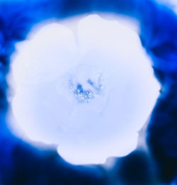 Close-up of blue flower